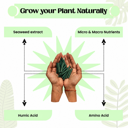 Dr. Green Magic Stick For Plant
